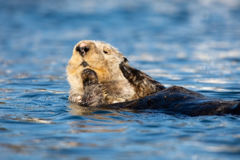 Sea Otter at Kodiak National Wildlife Refuge