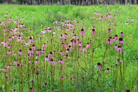 Purple-pink wildflowers scattered across a tall grass prairie (valley).