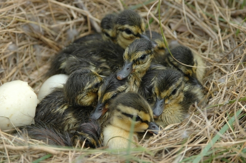 Eight newly hatched American black duck chicks huddle together in their neststill sport with faces and black eye stripes