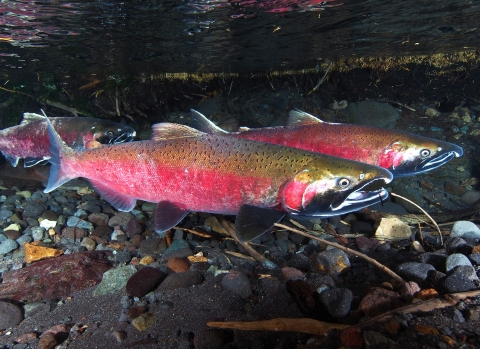 Three adult Coho Salmon swimming in Silver Springs, WA State