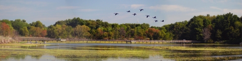 A large pond with a boardwalk bridge and trees in the distance and a flock of geese flying over