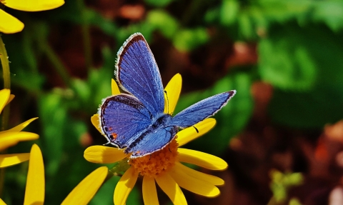 Eastern Tailed Blue butterfly sitting on a yellow flower