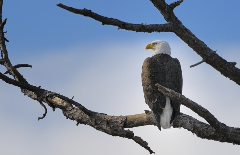 A bald eagle on a branch.
