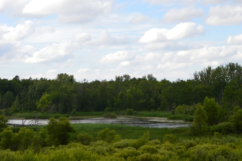 wetland with trees in the background and grassland in the foreground