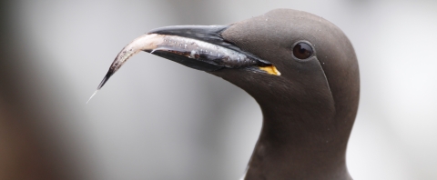Sleek black seabird holds silvery fish in its bill.