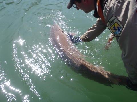 Biologist releasing tagged lake sturgeon