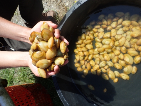 In Massachusetts, the yellow lampmussel is listed as endangered. These mussels are being cultured to help researcher fill data gaps related to the culturing of yellow lampmussel. 