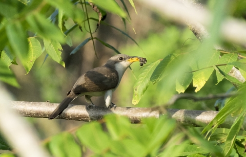 Brown bird standing on branch with dark colored caterpillar hanging out of it's yellow beak.