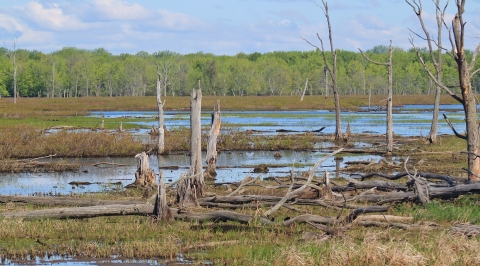 A panoramic view of trees in the background and a marsh featuring pools of water, trees, and grasses in the foreground