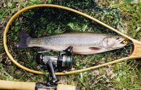 Adult Brook Trout 