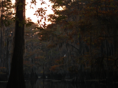 Caddo Lake Dusk