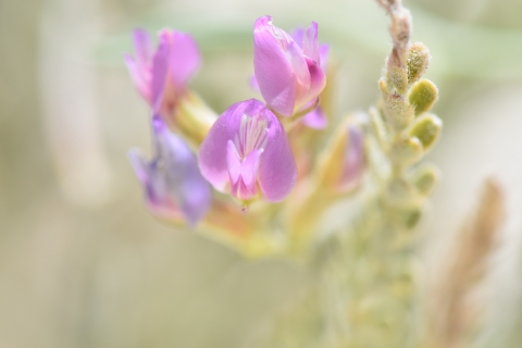 A close-up photo of a small purple/pink flower