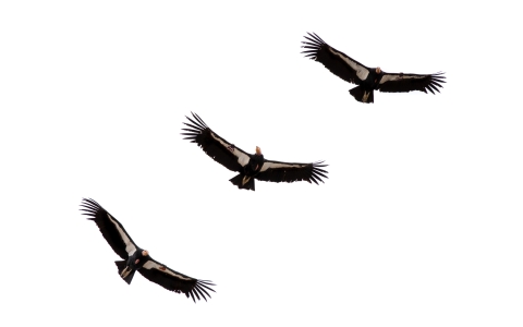 3 Condors soar together, evenly spaced from the bottom left to the top right of the image with a solid white background