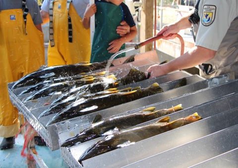Hatchery staff rinse off iodine used to sterilize female Chinook salmon before removing eggs