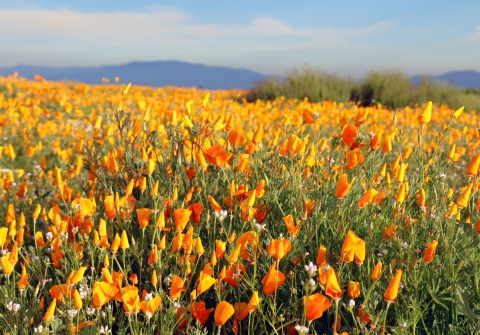 Field of California poppies in bloom