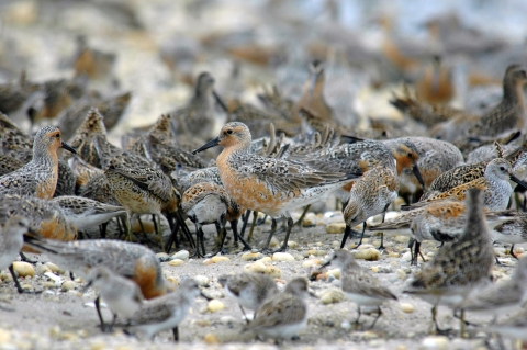 Red knot flock foraging on beach
