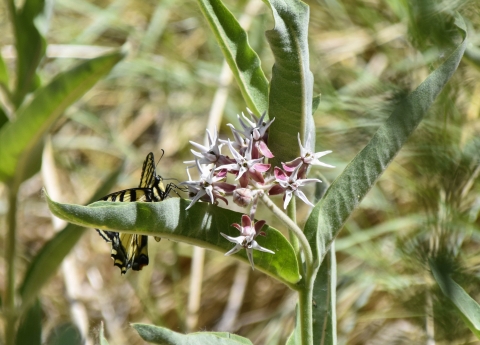 Large yellow and black butterfly on tall green plant with pink flowers.
