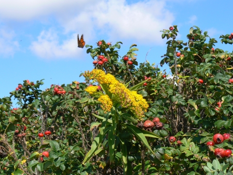 Monarch butterfly and goldenrods in the coastal shrublands.