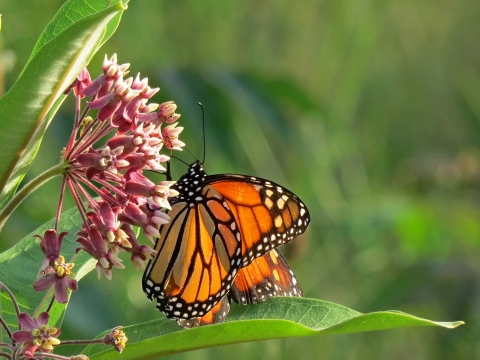 A monarch butterfly delicately balances on the flowers of a milkweed plant, drinking in the nectar. 