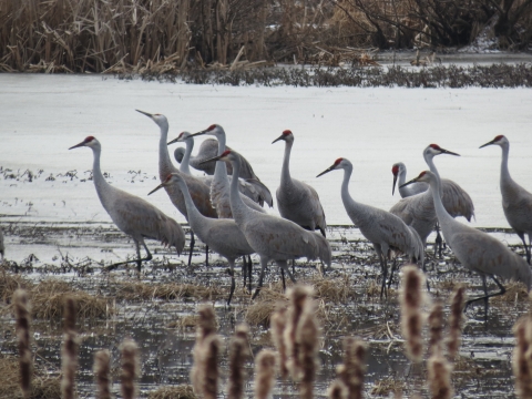 Group of sandhill cranes standing in partially frozen winter marsh