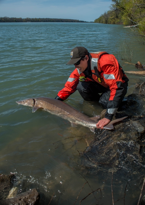 Biologist releasing lake sturgeon in Niagara River.