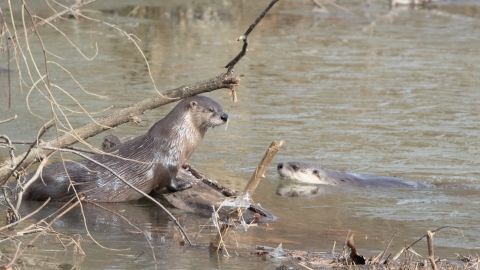 Two river otters in water by branch