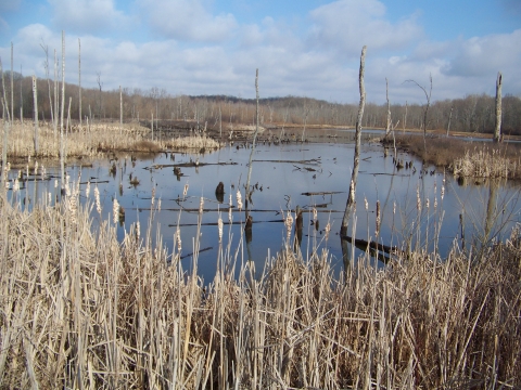 Winter marsh with brown cattails and open water