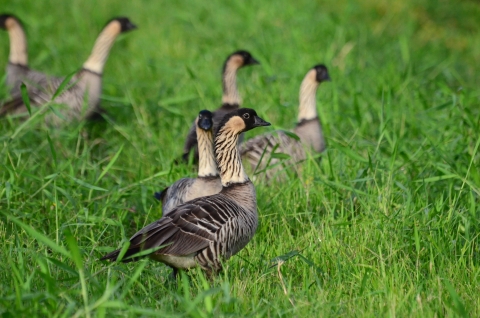 A gaggle of Hawaiian geese hanging out in lush green grass