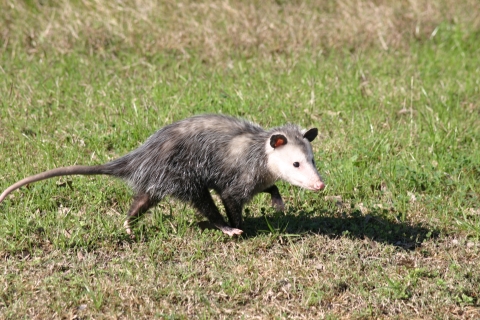 Opossum our for a stroll. 