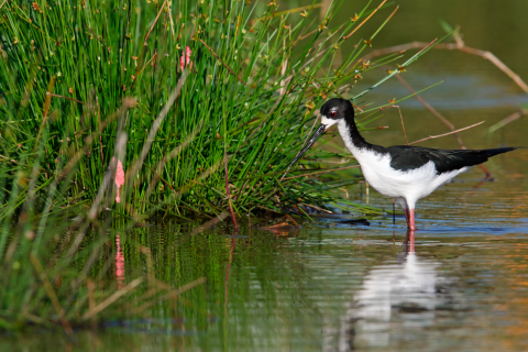 A black and white bird with long pink legs wads through the water to find a meal