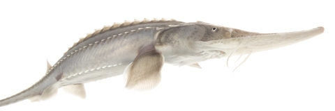 A close-up of a young pallid sturgeon