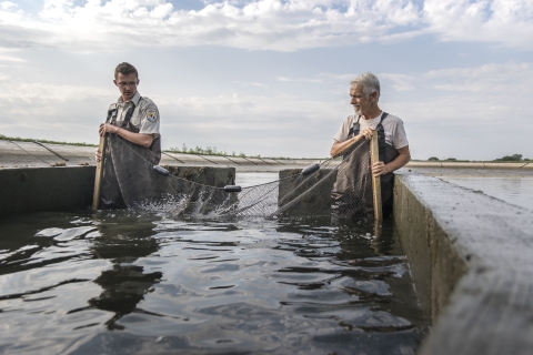 Two hatchery workers deploy a seine net in a hatchery pond