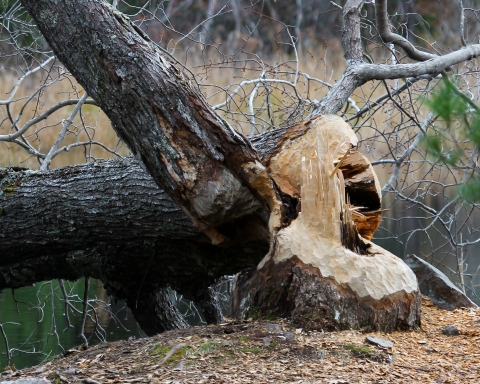 Large tree felled by recent beaver activity. Chipped of wood are strewn all around the base of the tree new a body of water in a wooded area.