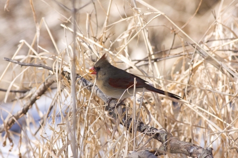 A female northern cardinal perched on a branch surrounded by dry dead grass. 