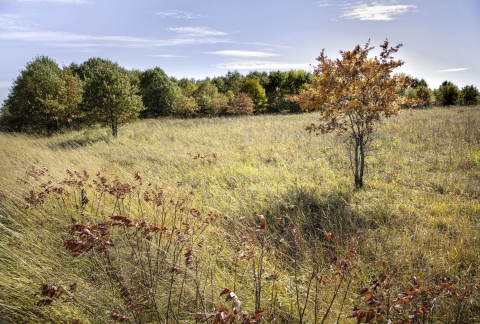 Landscape photo of the prairie with spots of red sumac. A tree with yellow fall leaves is in the foreground on the right hand side and the prairie is bordered by a green treeline in the background.