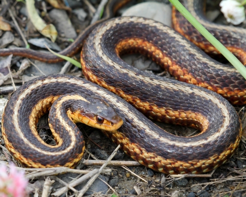 A shiny garter snake coils in a grassy area. 