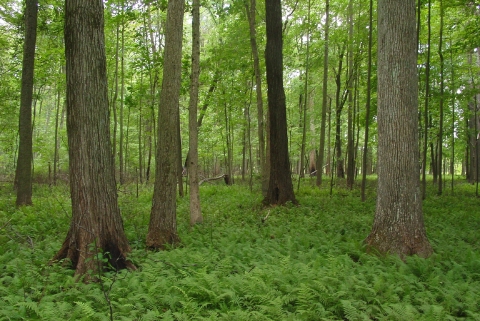 Mature forest in spring at Big Oaks NWR