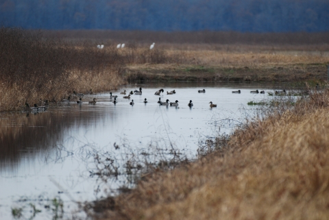 Ducks resting in flooded field 