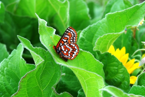 Taylor's checkerspot butterfly on leaf
