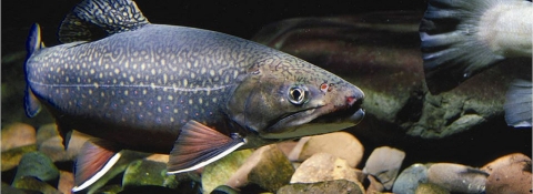 Eastern Brook trout