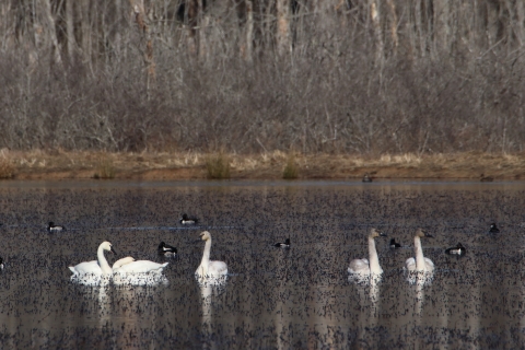A group of five swans rest on Binford Pond