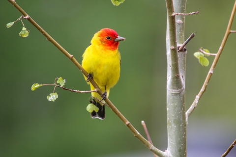 A bird with a red head and yellow body perched on a tree.