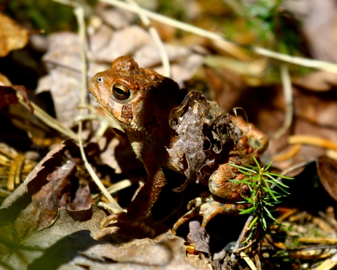 An American toad is concealed in the leaf litter and blends in perfectly with the greens and browns of the background. Only its eye peers out of the woody camoflage.