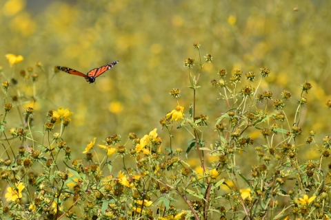 Monarch butterfly flying above native wildflowers