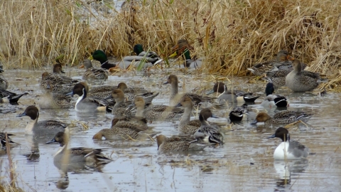 Pintail and mallard ducks feeding in a wetland