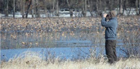 Great River National Wildlife Refuge staff conducting waterfowl counts