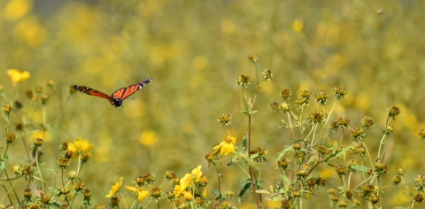 Monarch butterfly in flight at Clarence Cannon National Wildlife Refuge