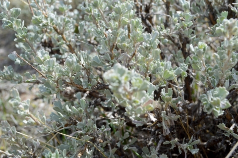 A closeup view of the sagebrush plant