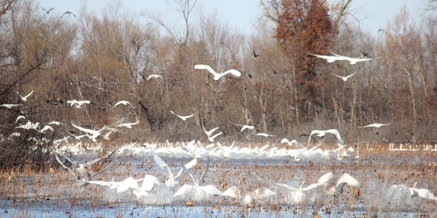 The Delair Division of Great River National Wildlife Refuge has an abundance of waterfowl.