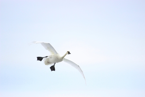 An adult trumpeter swan with wings set soars down for a landing agains the winter sky